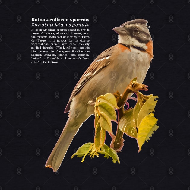 Rufous-collared sparrow bird white text by Ornamentum